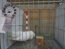 XIV Concurso Exposición de Palomas de Raza en Mula 2024